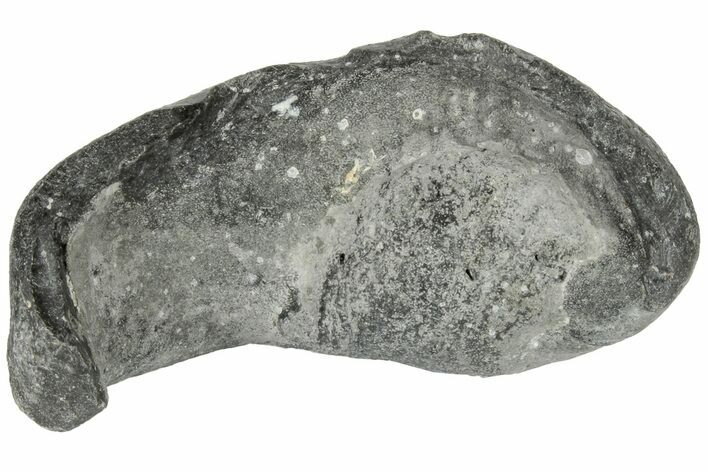 Fossil Whale Ear Bone - Miocene #177774